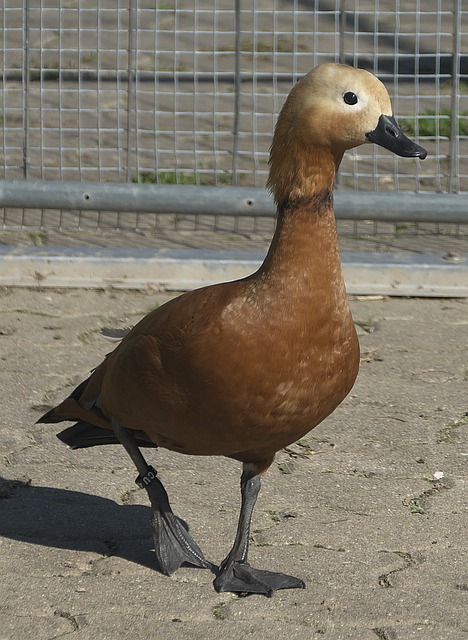 汰賽